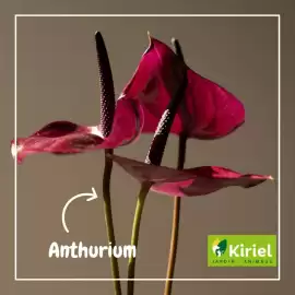 Catalogue Kiriel semaine 7 page 3