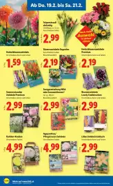 Lidl Flugblatt woche 8 Seite 24