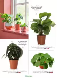 Intratuin folder week 8 Pagina 8