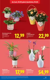 Catalog Lidl săptămâna 9 Pagină 57