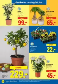 Lidl tilbudsavis uge 9 Side 34