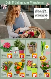 REWE Center Prospekt woche 8 Seite 8