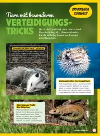 Billa Flugblatt Seite 23