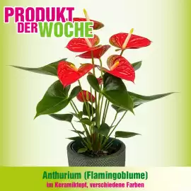 Blumen B&B Flugblatt Seite 1