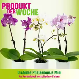 Blumen B&B Flugblatt Seite 4