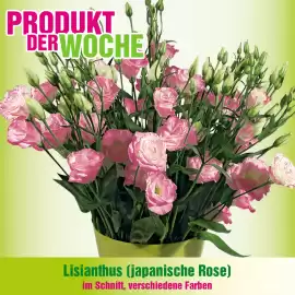 Blumen B&B Flugblatt Seite 5