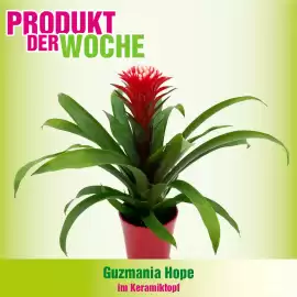 Blumen B&B Flugblatt Seite 6