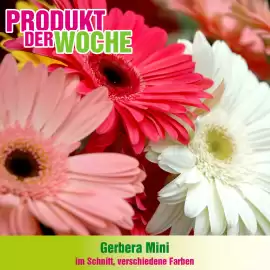 Blumen B&B Flugblatt Seite 7