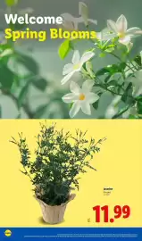 Lidl weekly ad week 9 Page 20