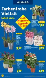 Lidl Prospekt woche 10 Seite 16