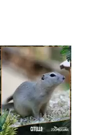 Volantino Zoomiguana Pagina 1