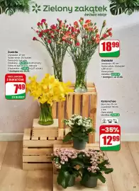 Dino gazetka tydzień 9 Strona 55