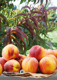 Starkl katalog Strana 144