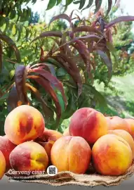 Starkl katalog Strana 144