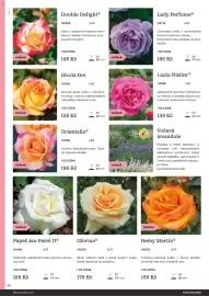 Starkl katalog Strana 98