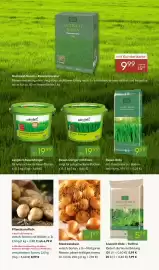 Pflanzen Kölle Prospekt woche 10 Seite 11