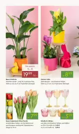 Pflanzen Kölle Prospekt woche 10 Seite 2
