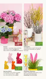 Pflanzen Kölle Prospekt woche 10 Seite 3