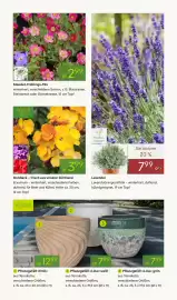 Pflanzen Kölle Prospekt woche 10 Seite 7