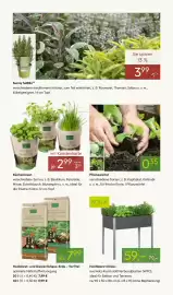 Pflanzen Kölle Prospekt woche 10 Seite 8