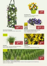 Pflanzen Kölle Prospekt Seite 2