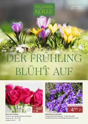 Pflanzen Kölle Prospekt (gültig bis 1-04)