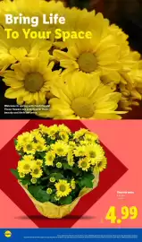 Lidl weekly ad week 10 Page 18