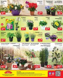 Zimmermann Prospekt woche 10 Seite 12