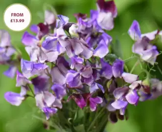 Thompson & Morgan catalogue Page 1