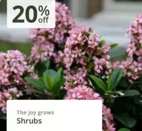 Crocus leaflet Page 2