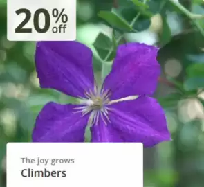 Crocus leaflet Page 4