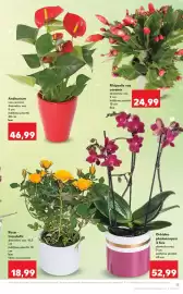 Catalog Kaufland săptămâna 10 Pagină 13