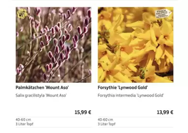 Starkl Flugblatt Seite 4