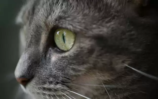 Catálogo Nikon (válido hasta 7-03)