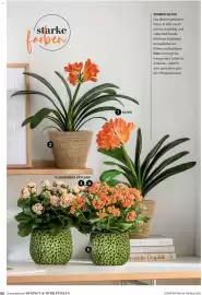 Dehner Flugblatt Seite 80