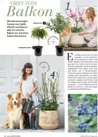 Dehner Prospekt Seite 12