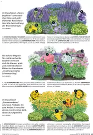 Dehner Prospekt Seite 49