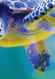 Folheto Abreu Página 37