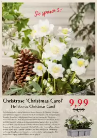 Bellaflora Flugblatt Seite 2