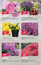 Kiebitzmarkt Prospekt woche 10 Seite 11