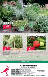 Kiebitzmarkt Prospekt woche 10 Seite 12