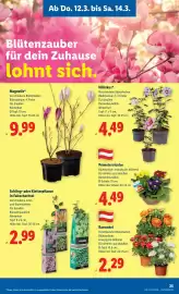 Lidl Flugblatt woche 11 Seite 29