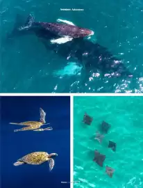 Catálogo Copa Airlines Página 75