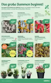 Bellaflora Flugblatt Seite 7