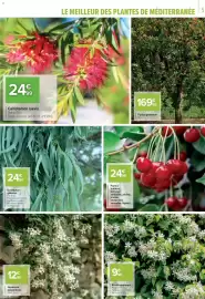 Catalogue Carrefour | Le meilleur des plantes page 5