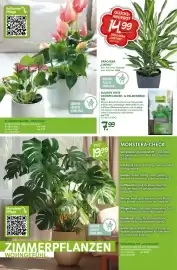 Blumen Risse Prospekt Seite 12