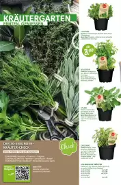 Blumen Risse Prospekt Seite 2