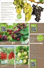 Blumen Risse Prospekt Seite 7