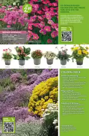 Blumen Risse Prospekt Seite 8