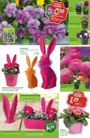 Blumen Risse Prospekt Seite 9